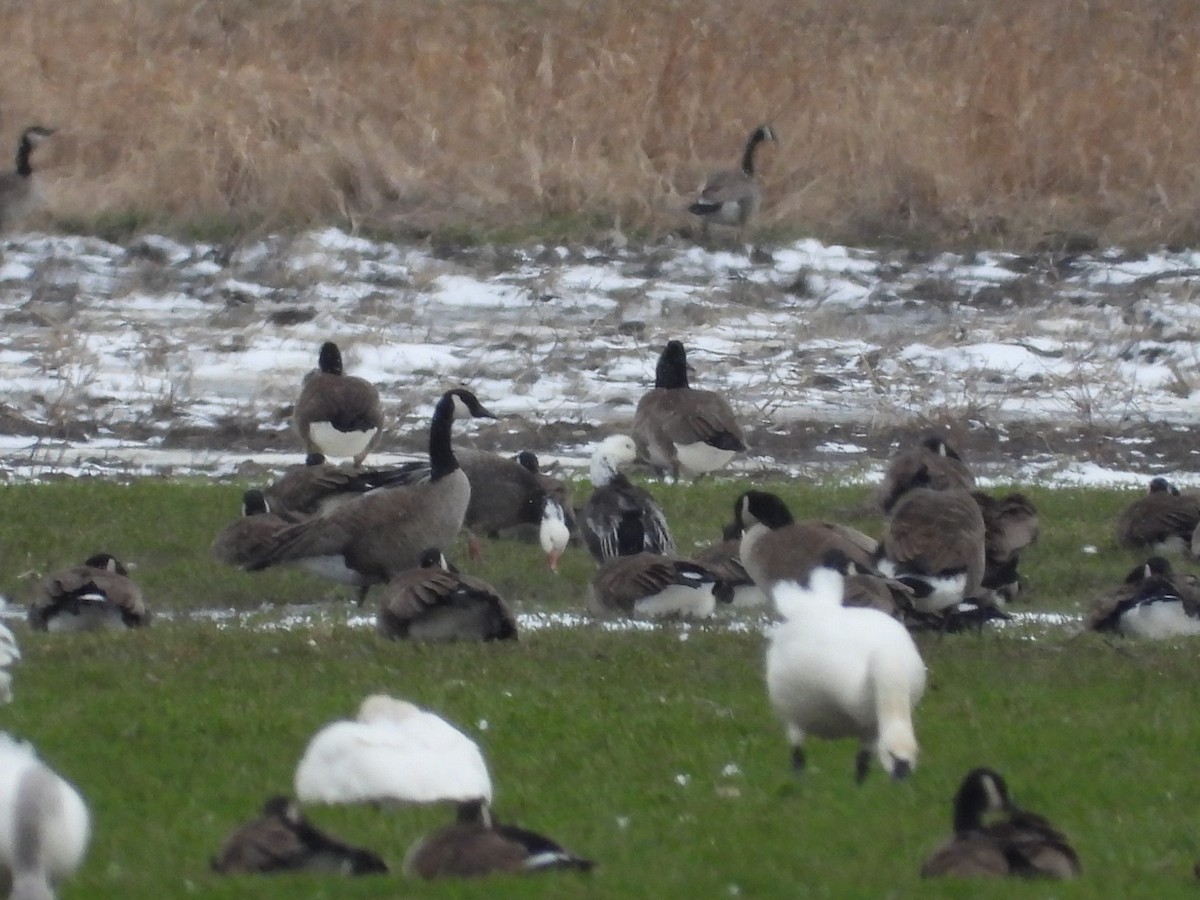 Snow Goose - ML616363548