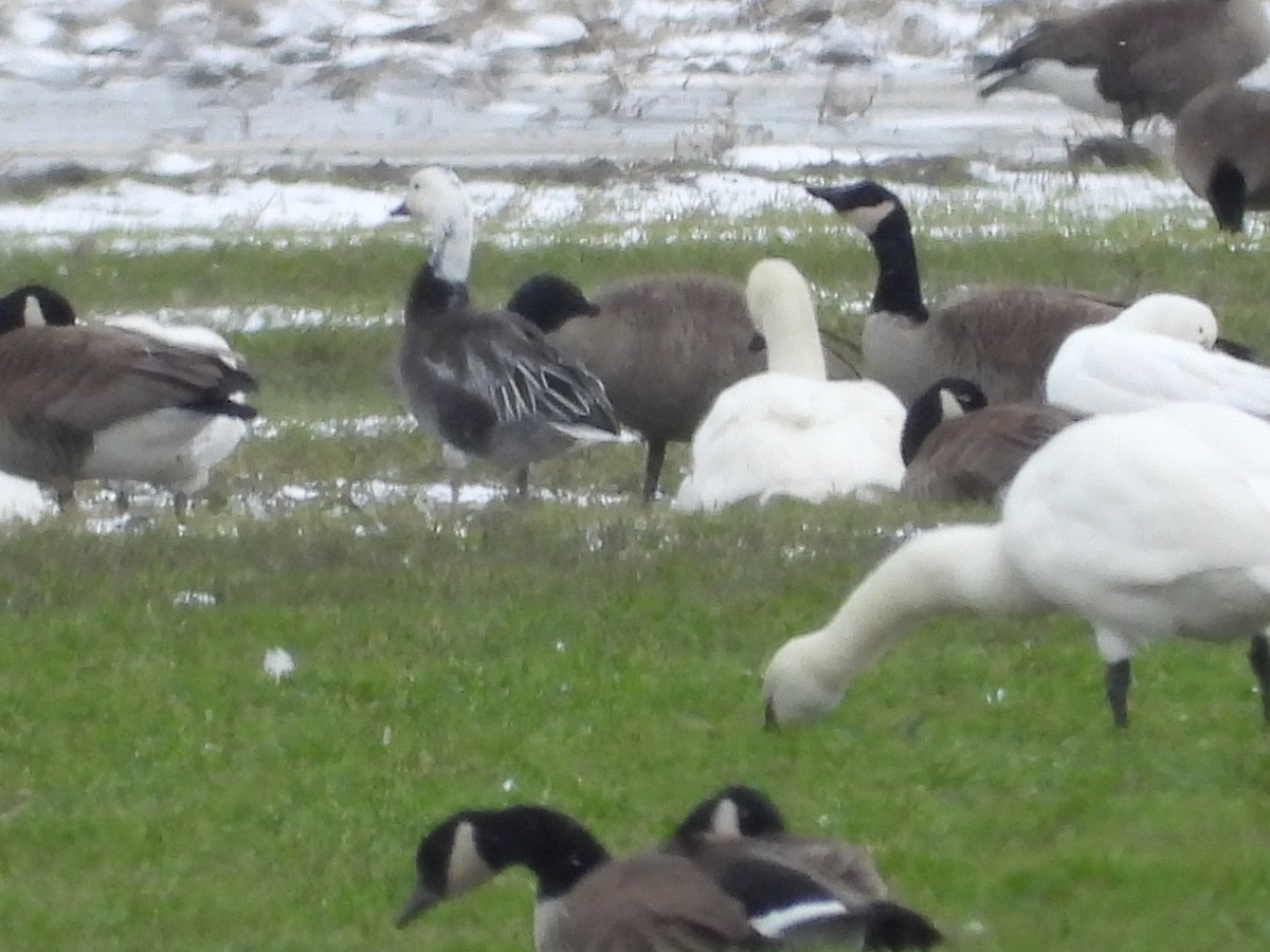 Snow Goose - ML616363549