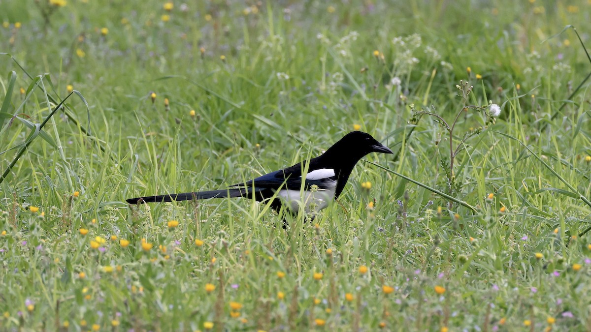 Eurasian Magpie - ML616363562