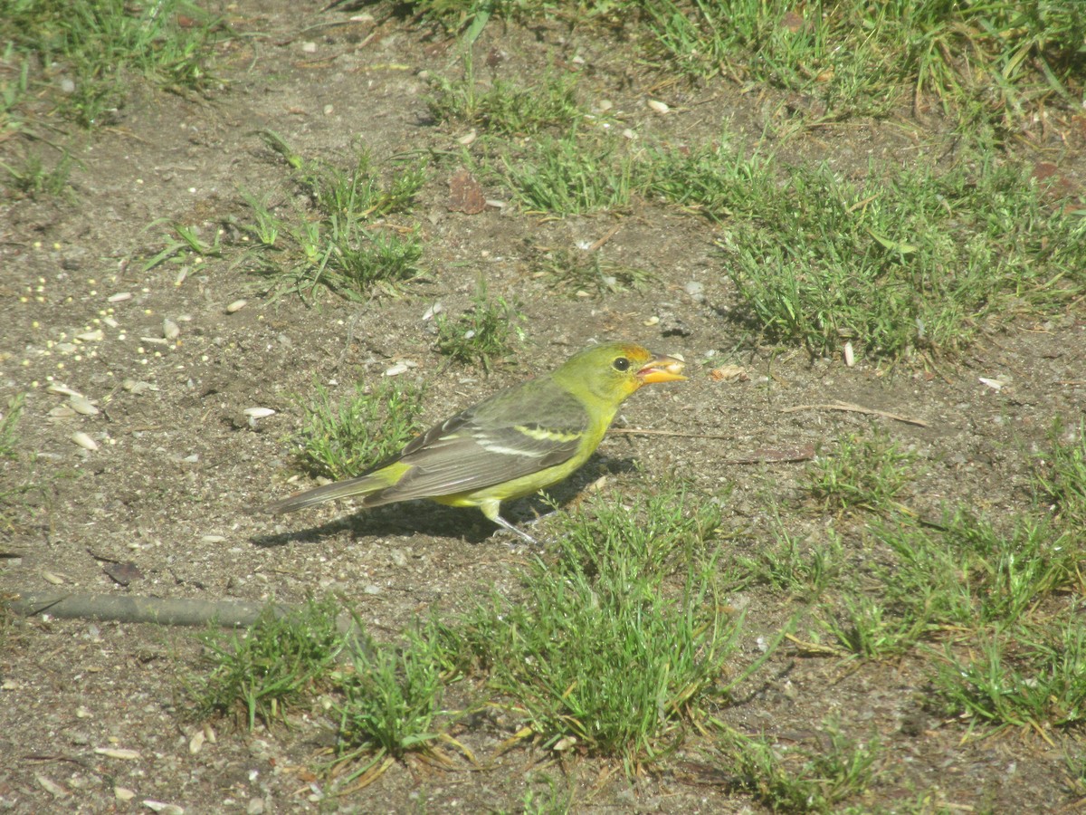 Western Tanager - Mark Kiser