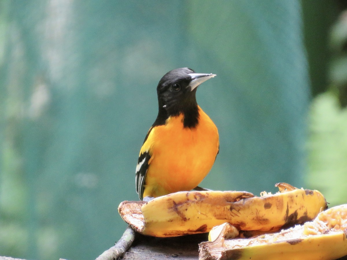 Baltimore Oriole - Simon Pearce