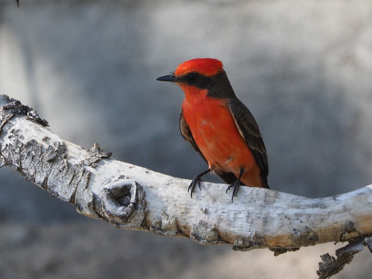 Vermilion Flycatcher - ML616363608