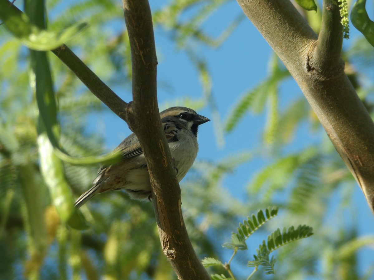 Dead Sea Sparrow - ML616363615