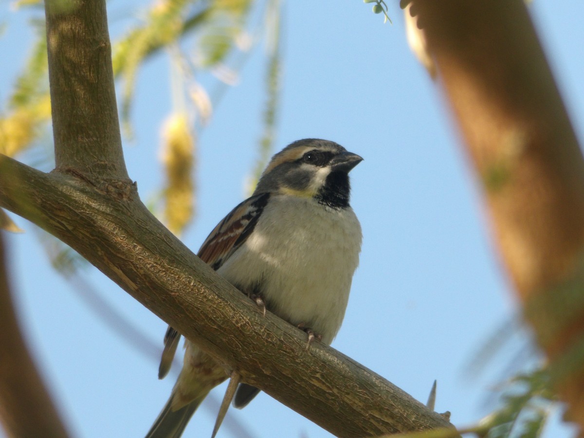 Dead Sea Sparrow - ML616363616