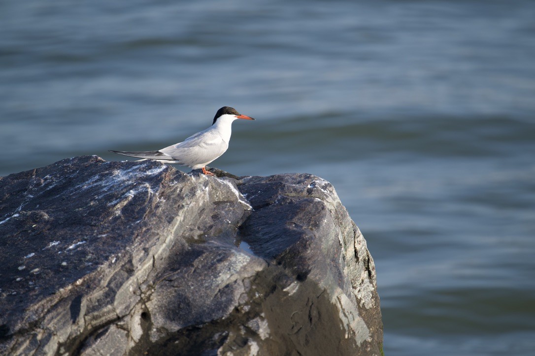 Common Tern - ML616363656