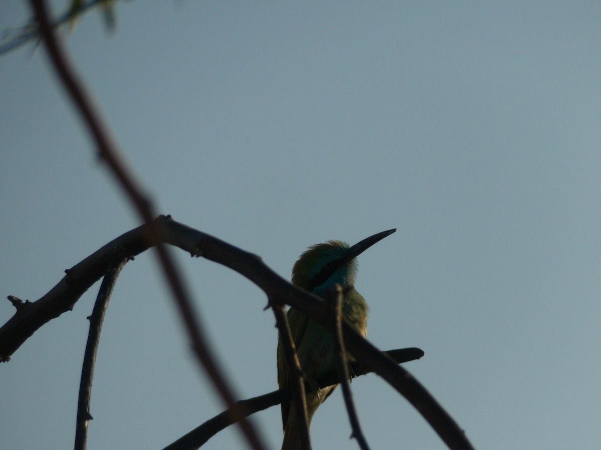 Arabian Green Bee-eater - Loïs Bouchet