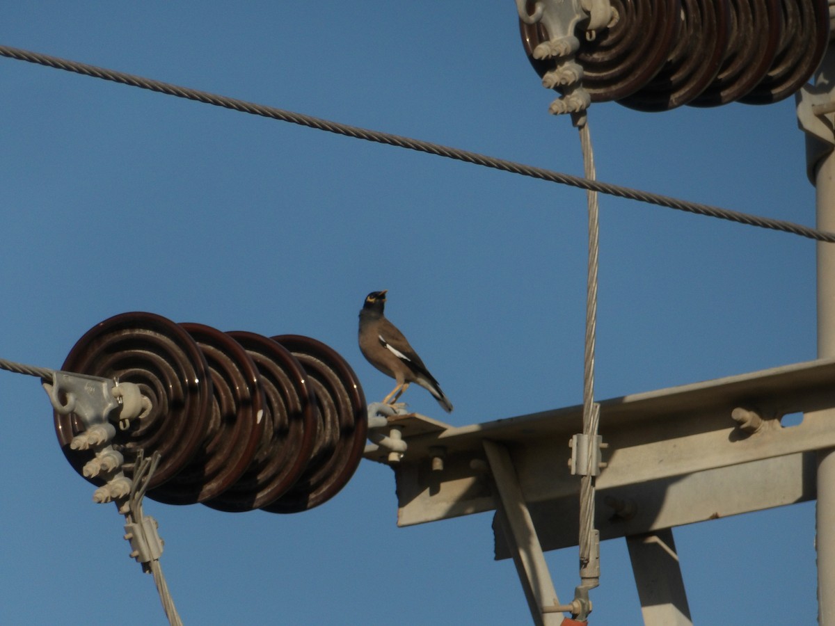 Common Myna - Loïs Bouchet