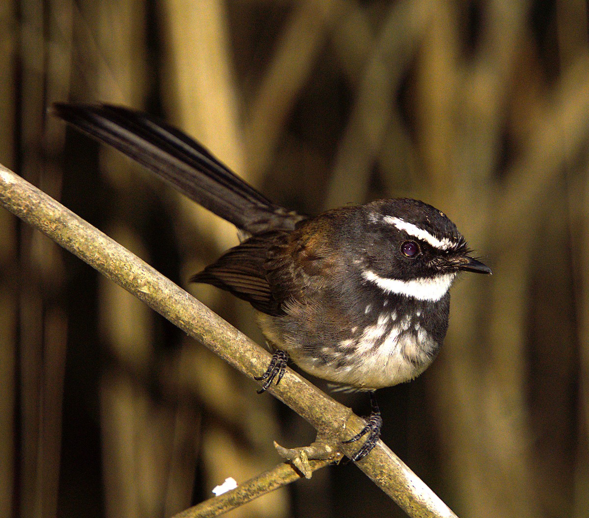 Spot-breasted Fantail - ML616363705
