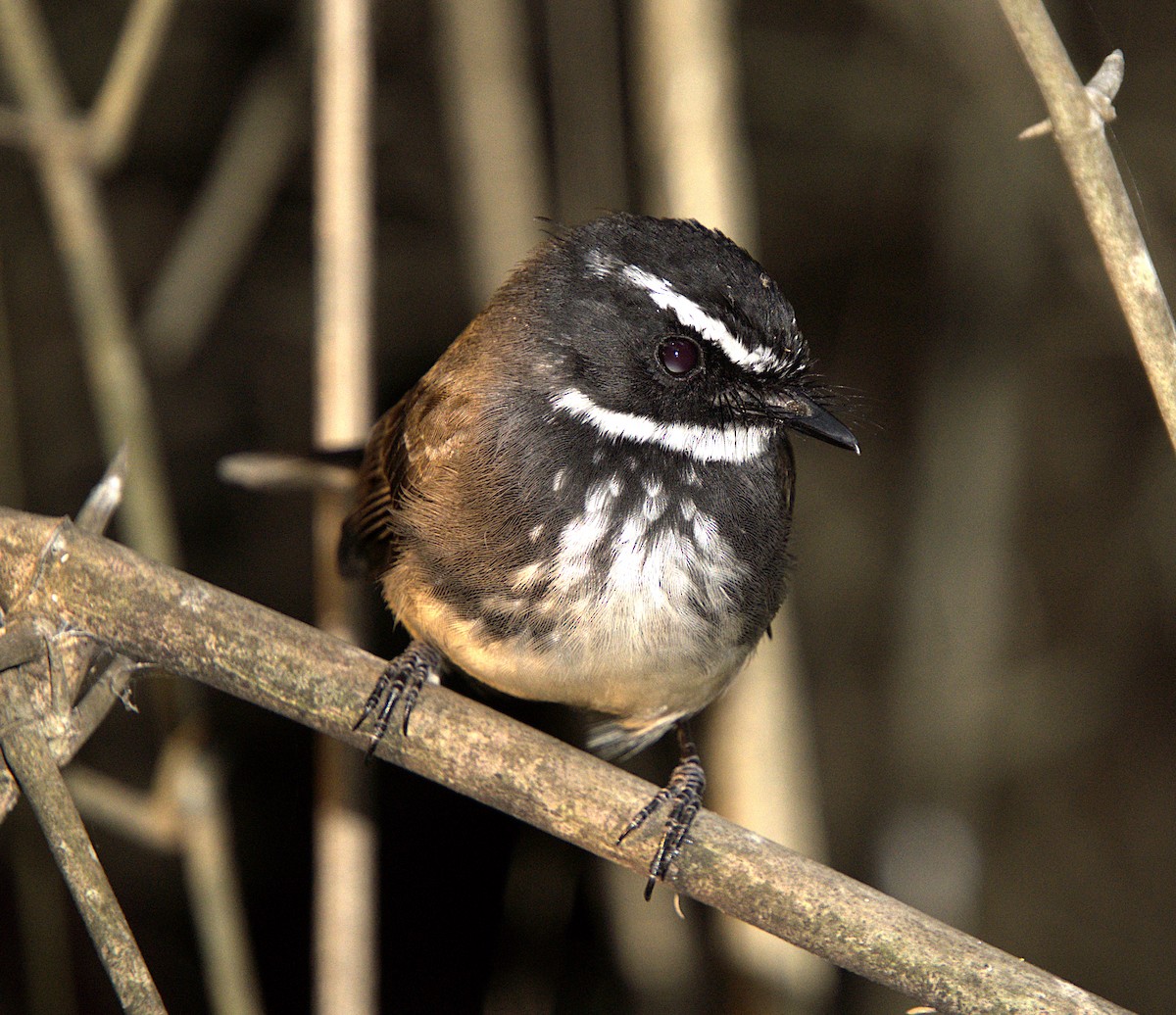 Spot-breasted Fantail - ML616363727