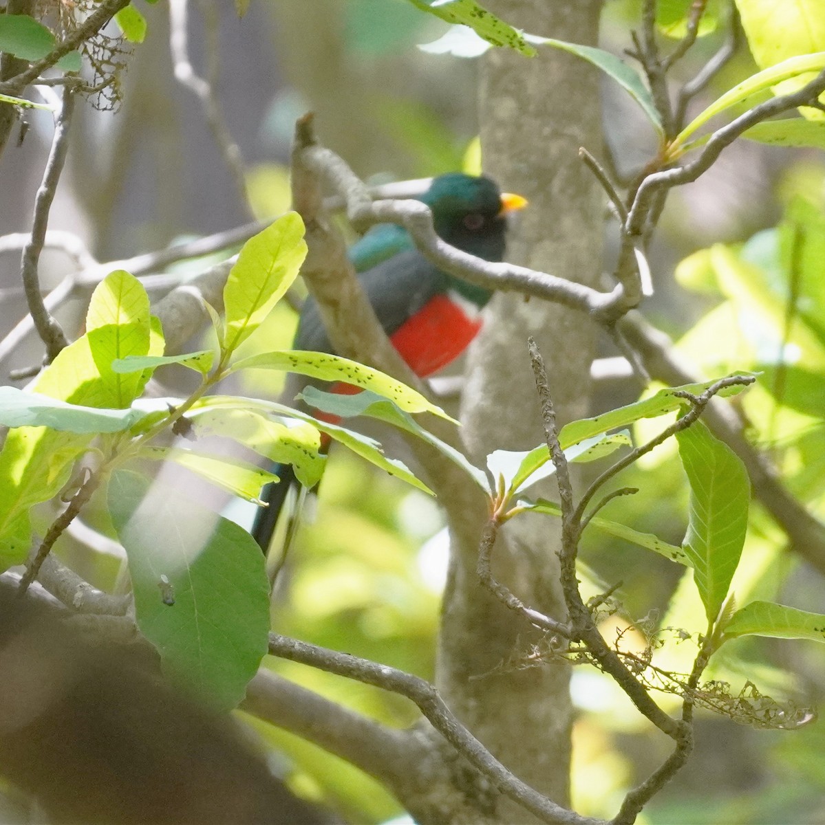 Mountain Trogon - ML616363738