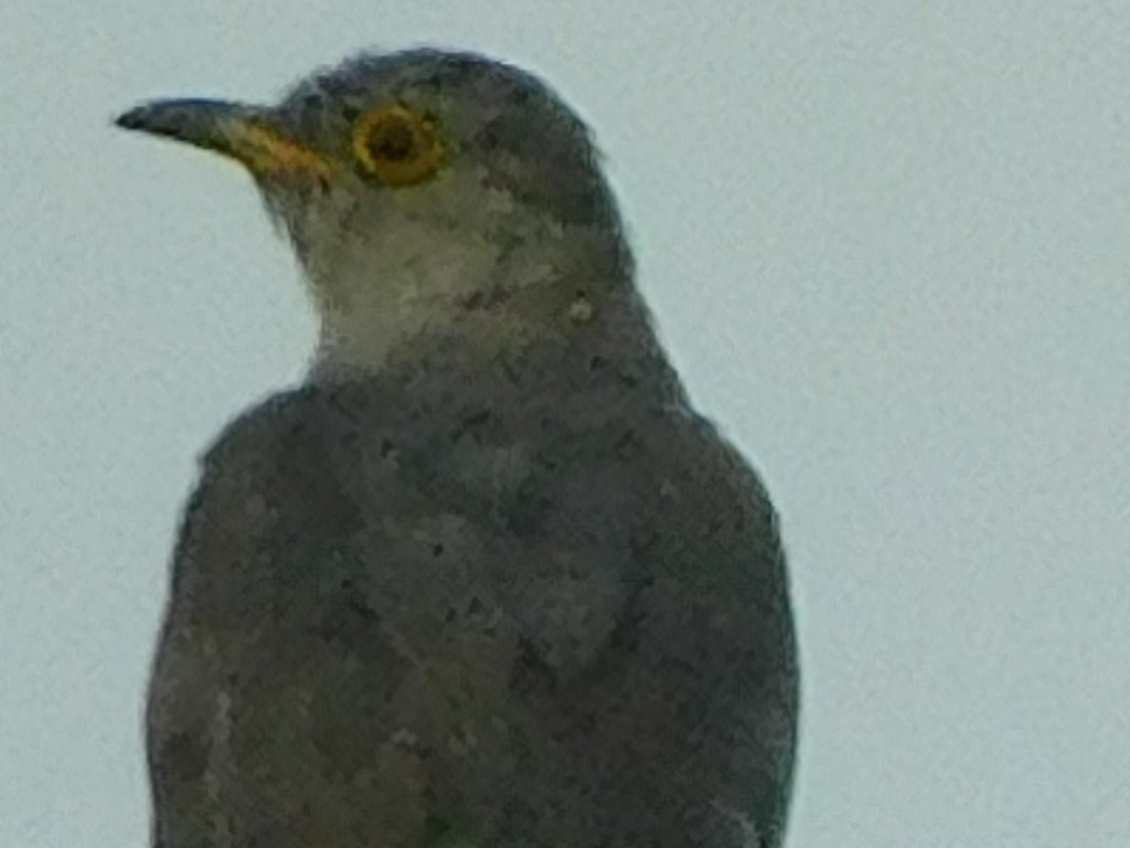 Common Cuckoo - ML616363799