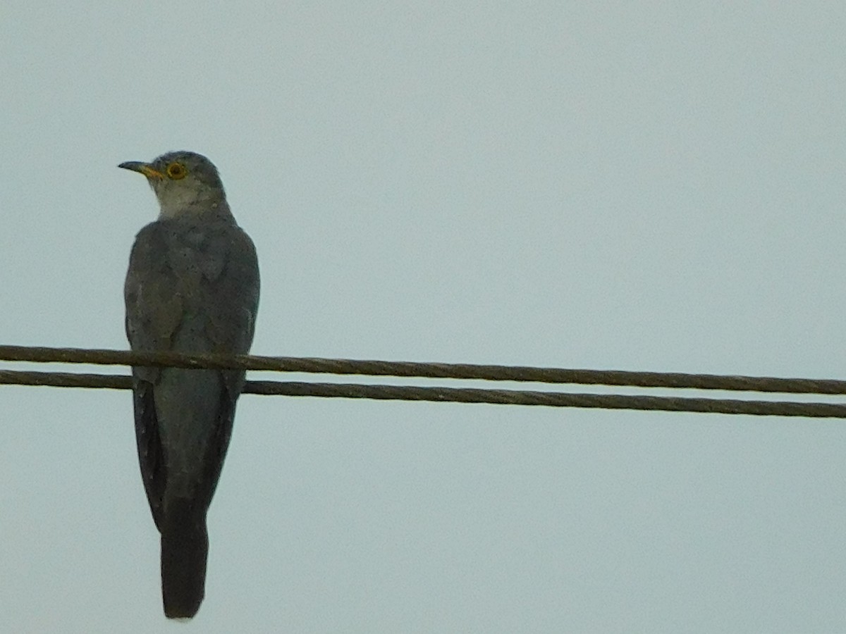 Common Cuckoo - ML616363832