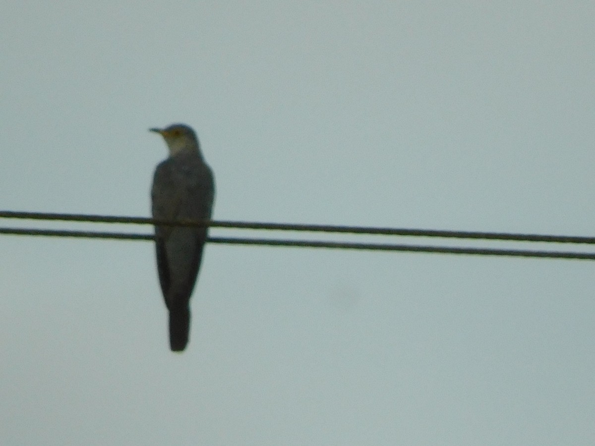 Common Cuckoo - ML616363845