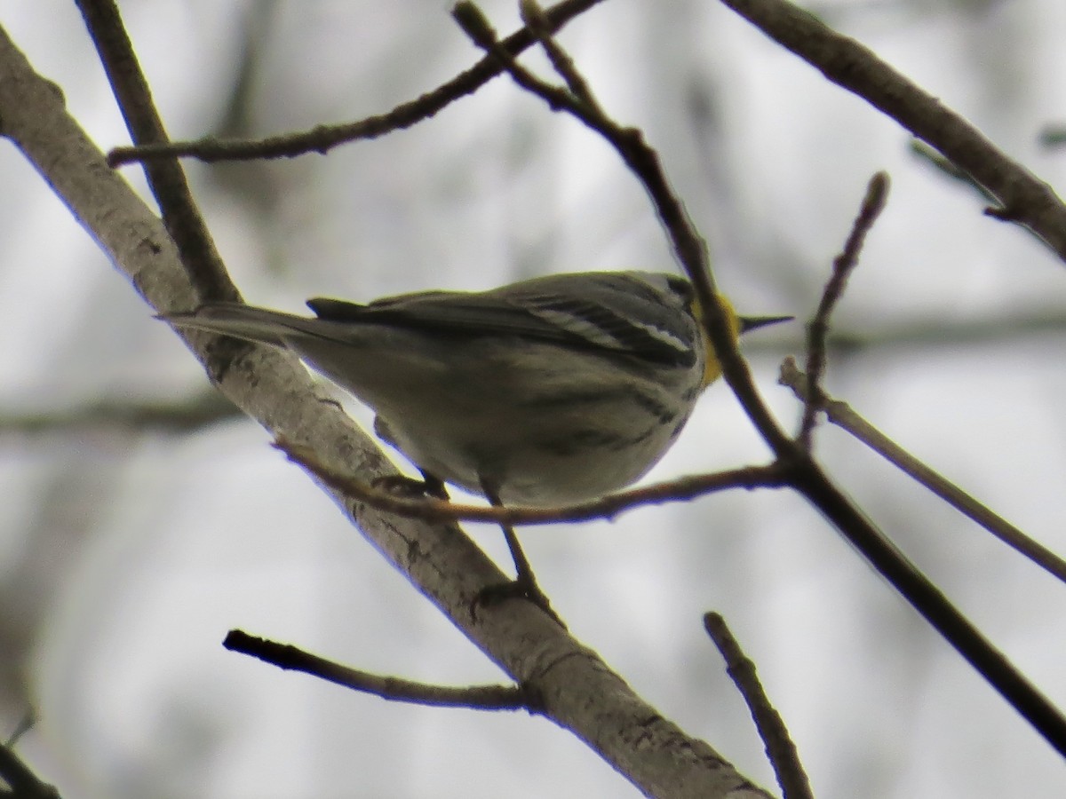 Yellow-throated Warbler - Tim Carney