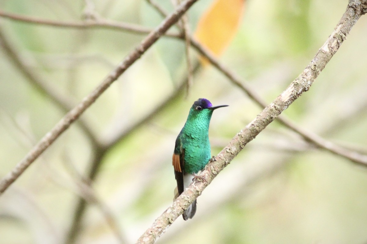 Blue-capped Hummingbird - Andrew Theus