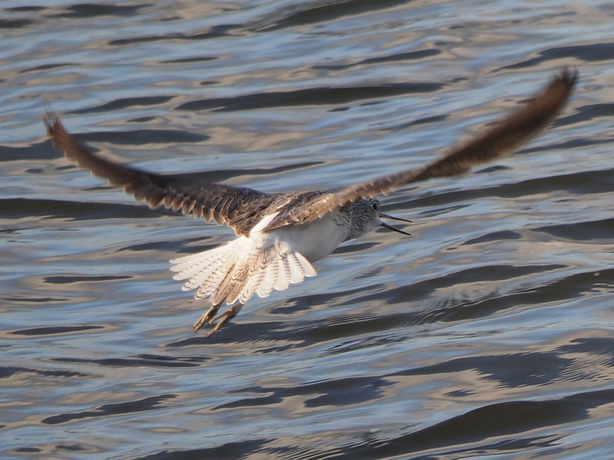 Common Greenshank - ML616363901