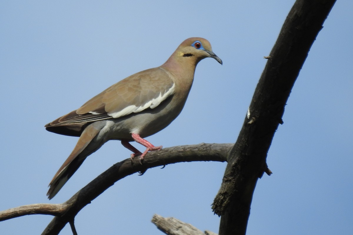 White-winged Dove - Eric R