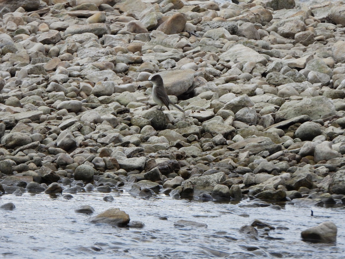 Eastern Phoebe - ML616363913