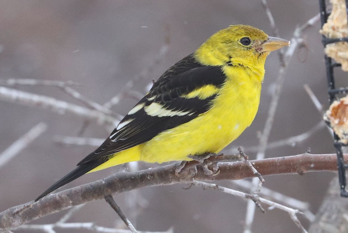 Western Tanager - ML616363919