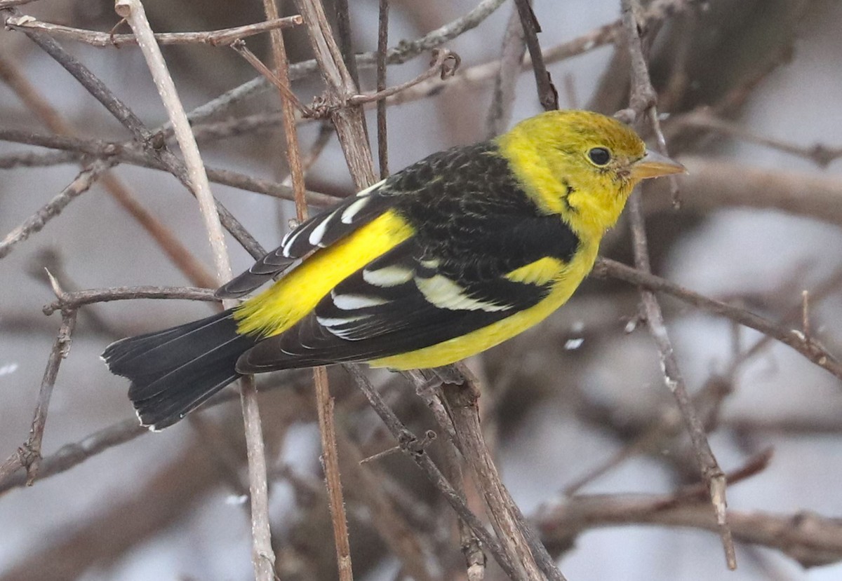 Western Tanager - ML616363920