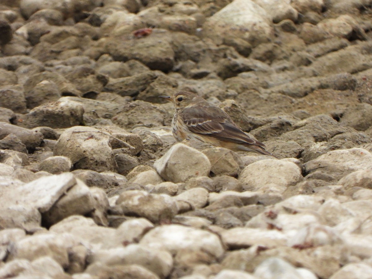 American Pipit - Rick Luehrs