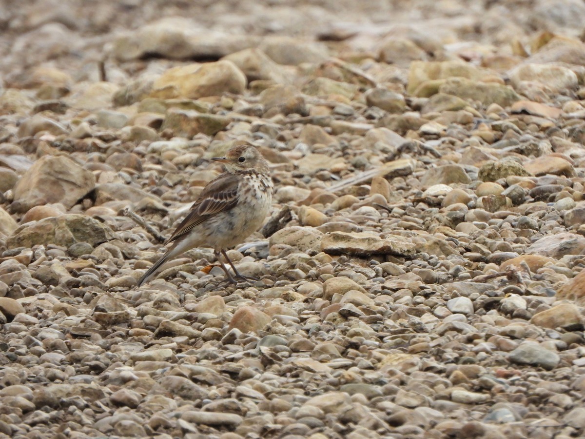 Pipit d'Amérique - ML616363928