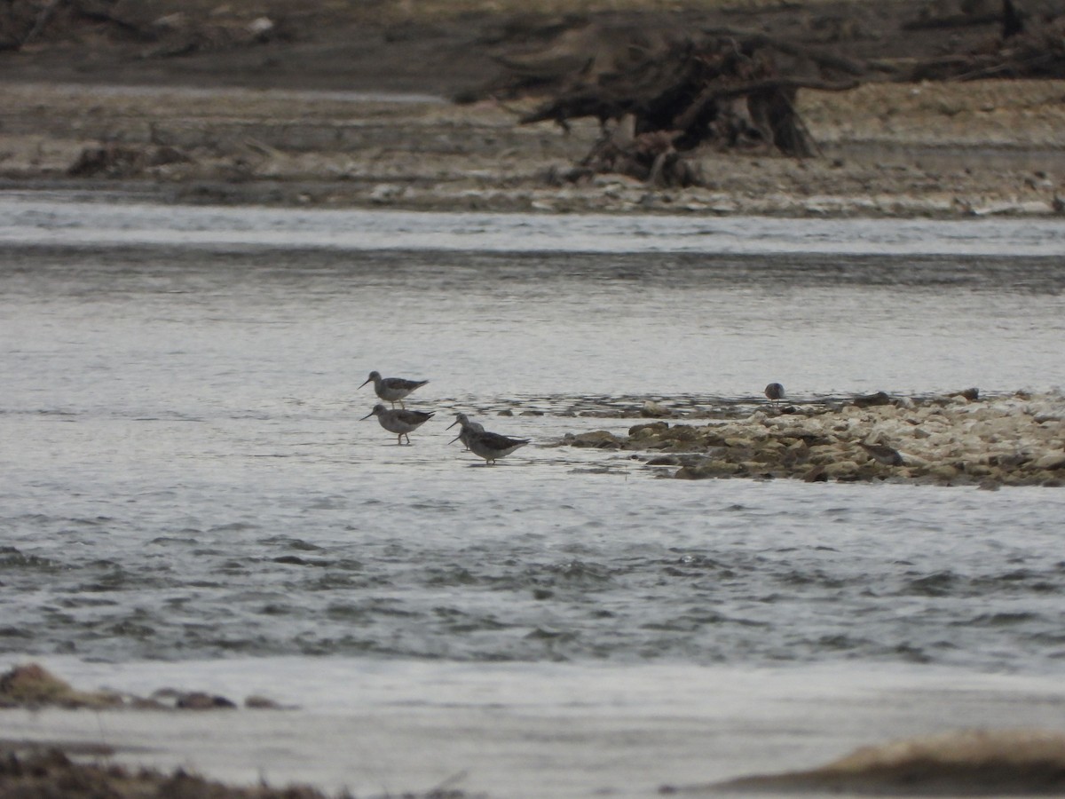 Greater Yellowlegs - ML616363944