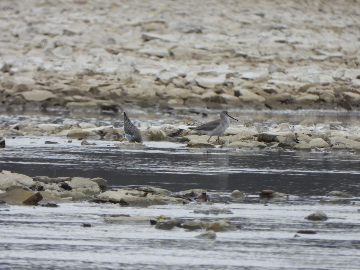 Greater Yellowlegs - ML616363947