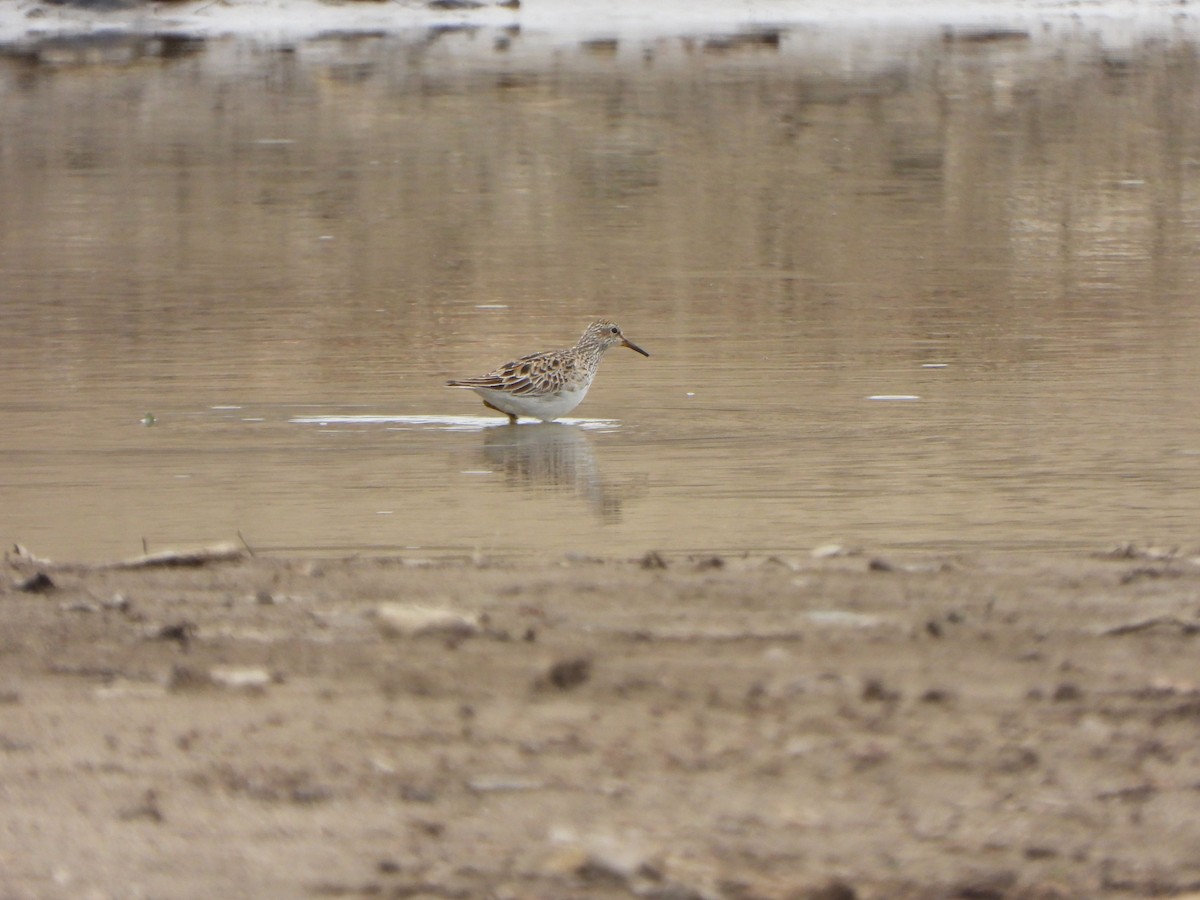 Pectoral Sandpiper - ML616363962