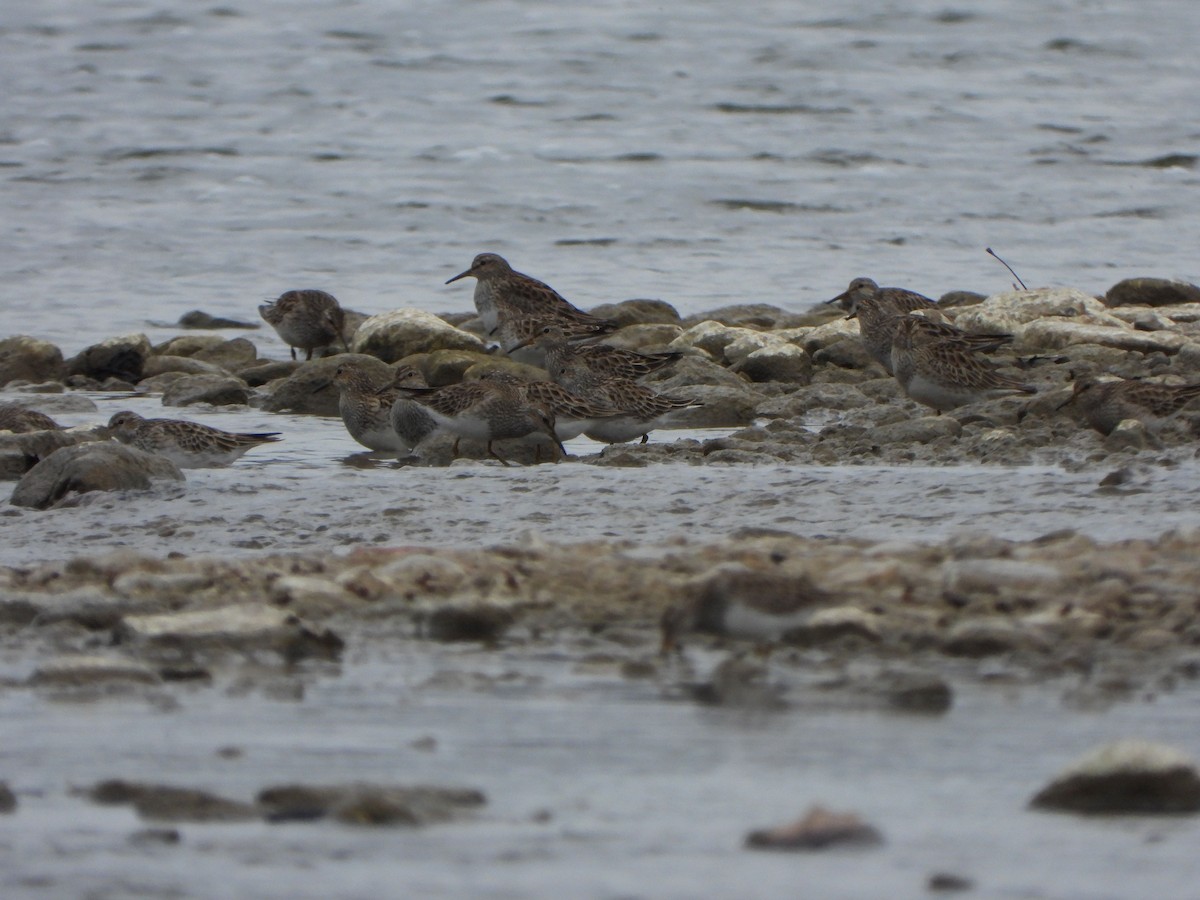 Graubrust-Strandläufer - ML616363963