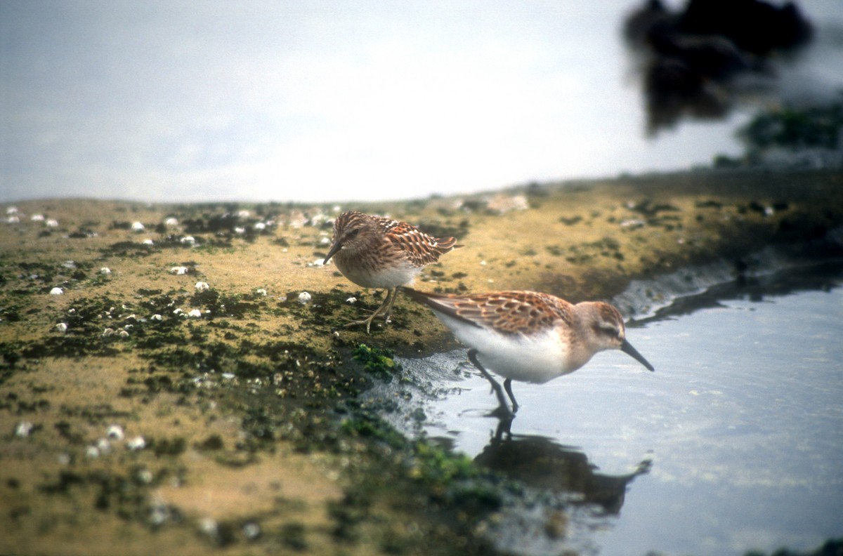 Least Sandpiper - ML616363972