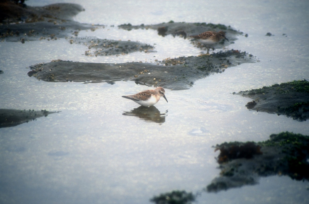 Western Sandpiper - ML616363982