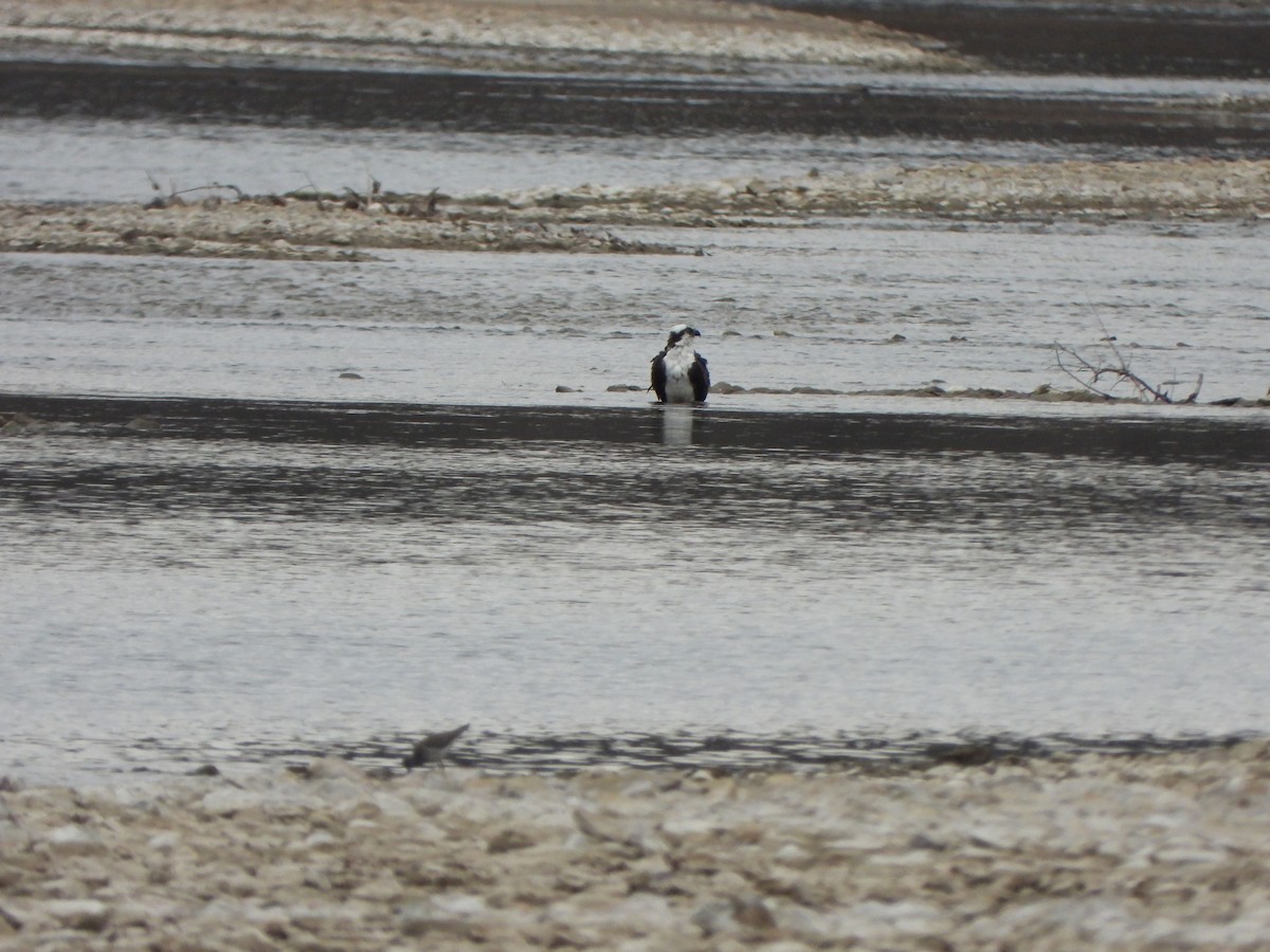 Águila Pescadora - ML616363984