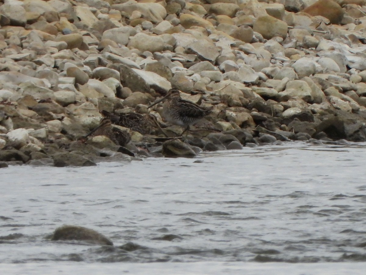 Wilson's Snipe - ML616363995