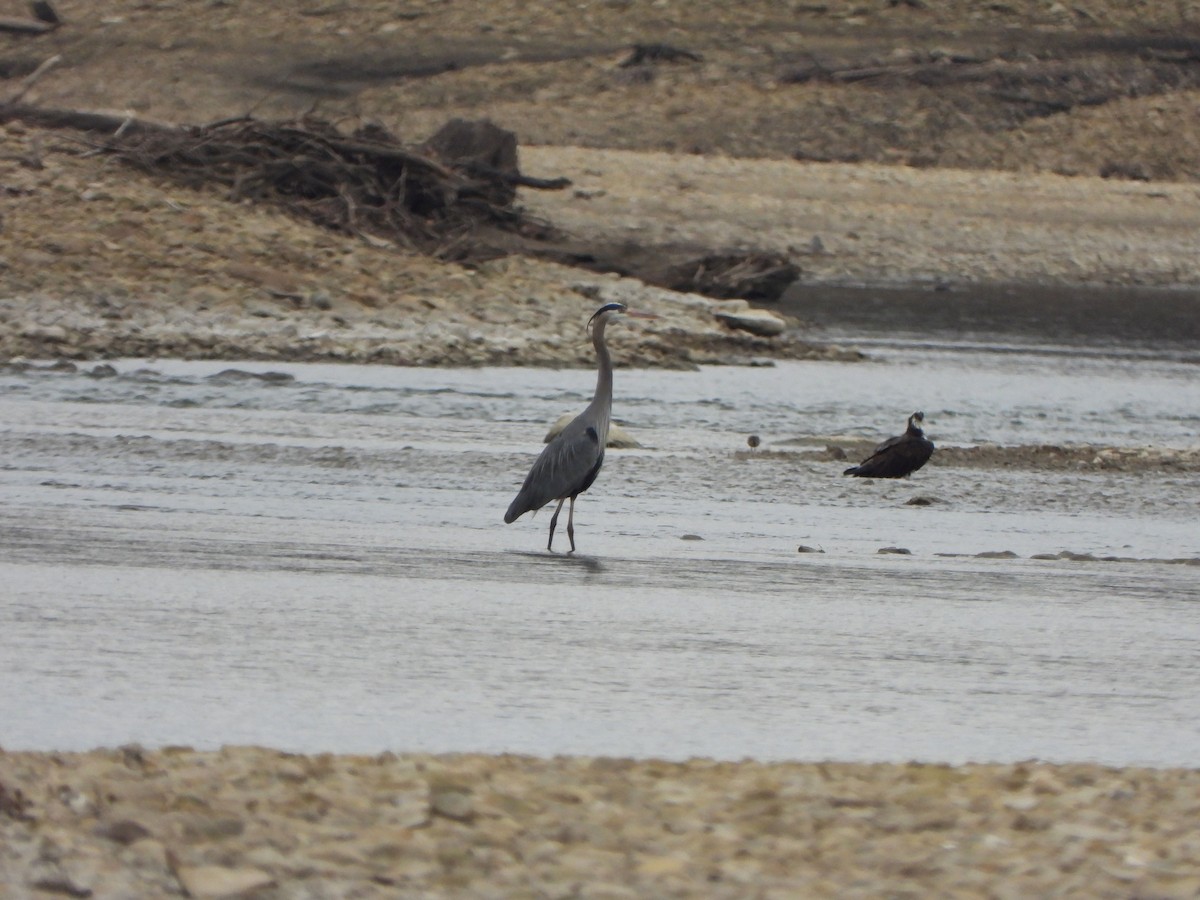 Great Blue Heron - ML616364002