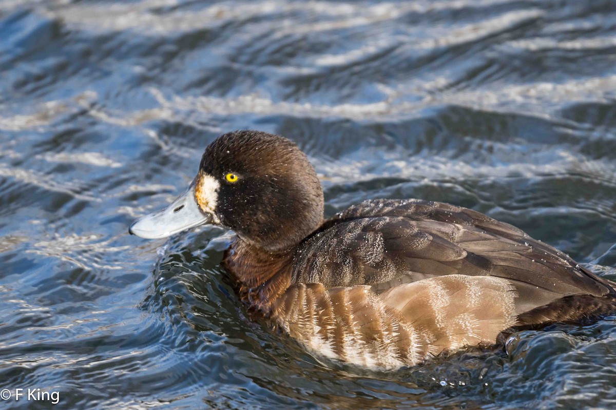 Greater Scaup - ML616364003