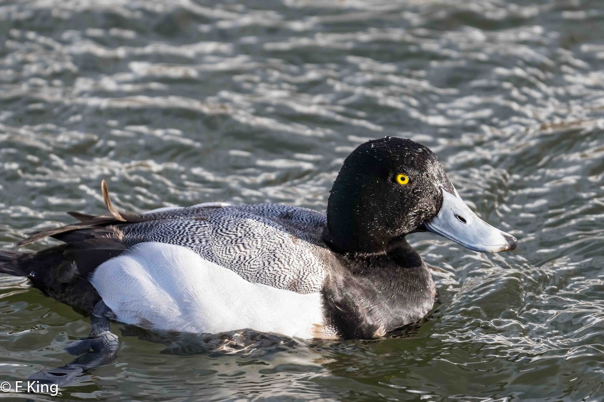 Greater Scaup - ML616364004