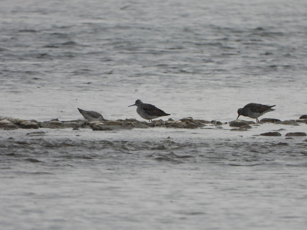 Lesser Yellowlegs - ML616364016