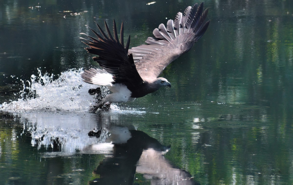 Gray-headed Fish-Eagle - Ken Tay