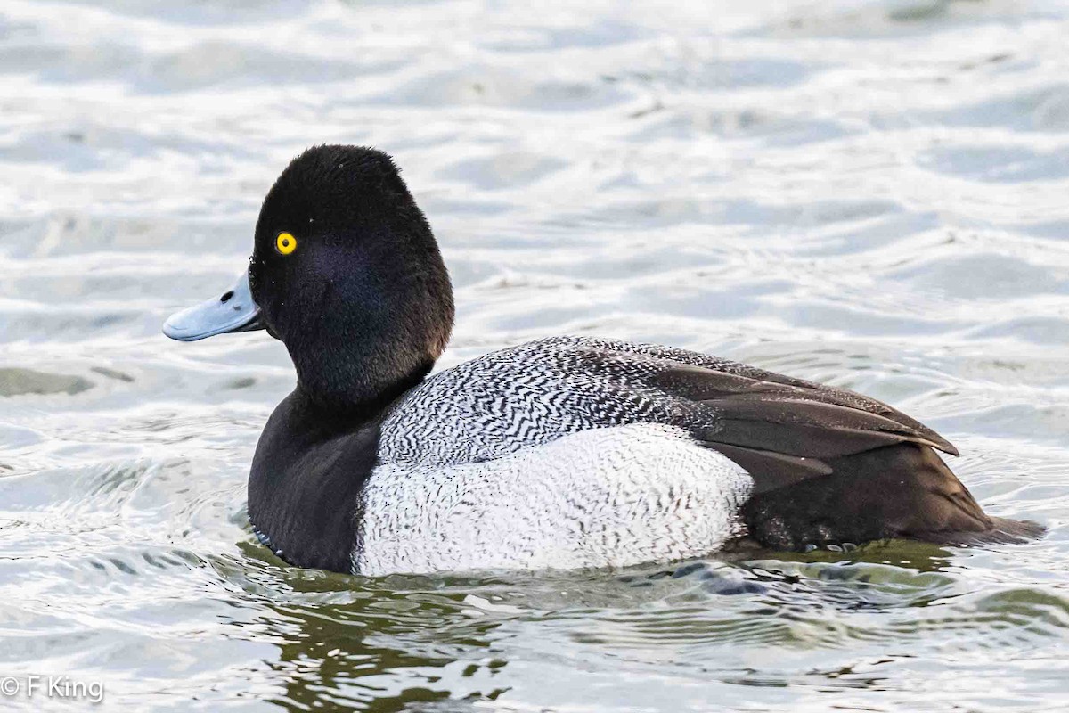 Lesser Scaup - ML616364102