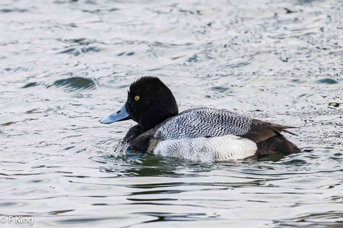 Lesser Scaup - ML616364103