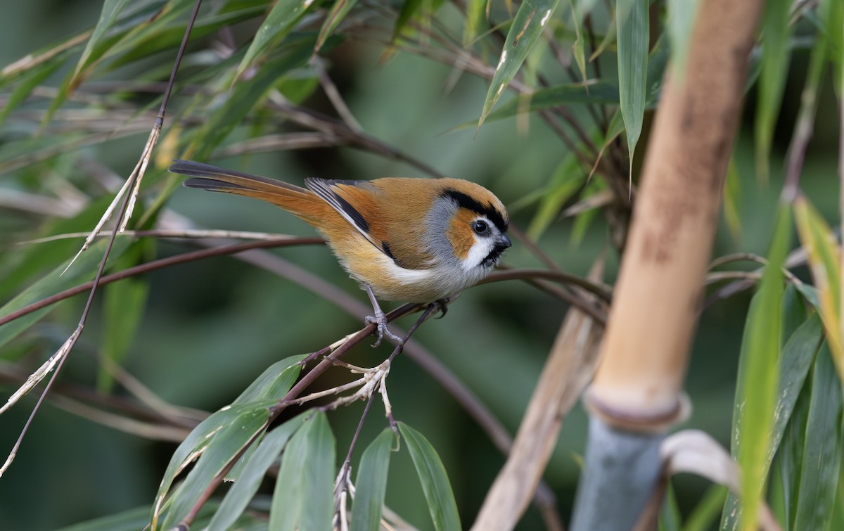 Black-throated Parrotbill - ML616364117