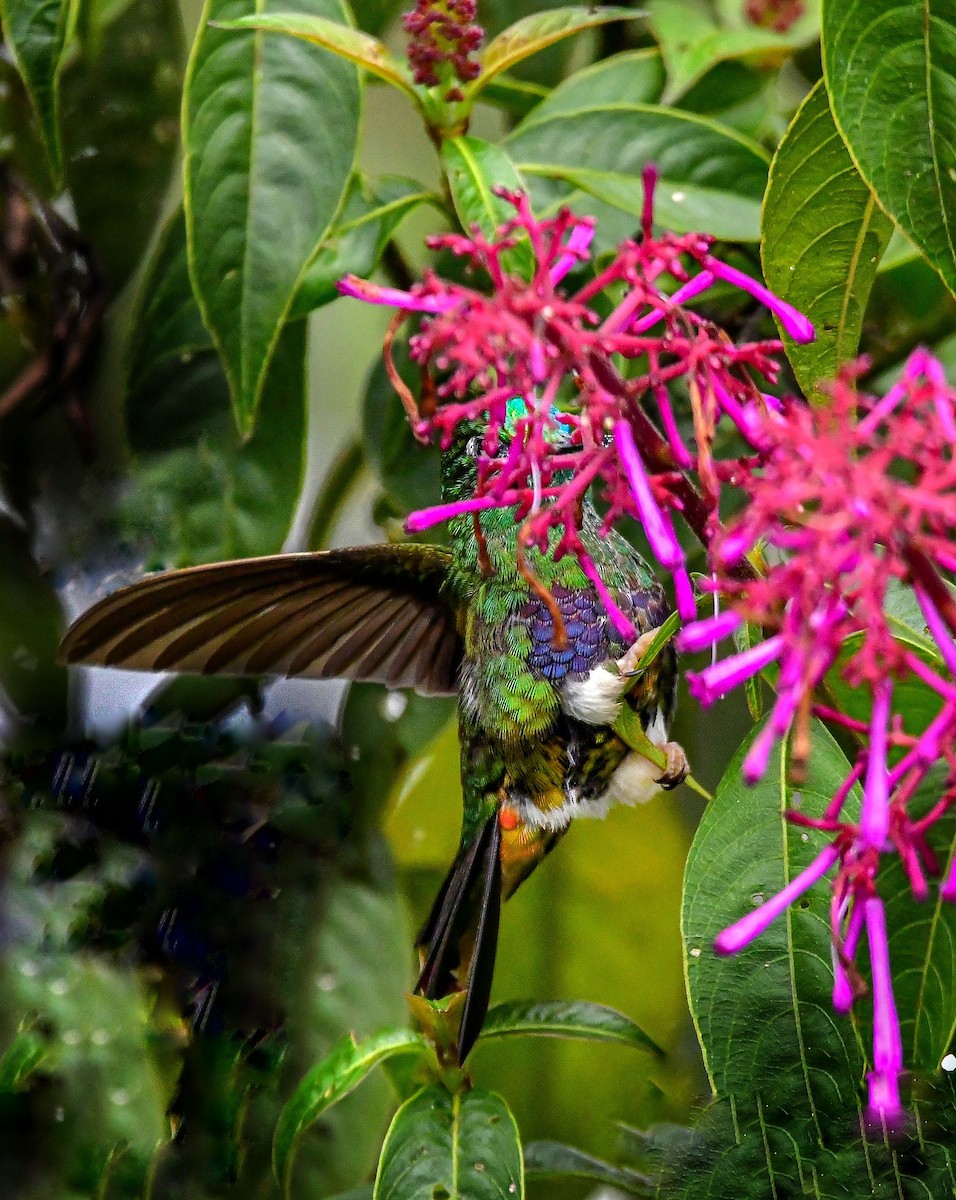 Colorful Puffleg - Oswaldo Suárez