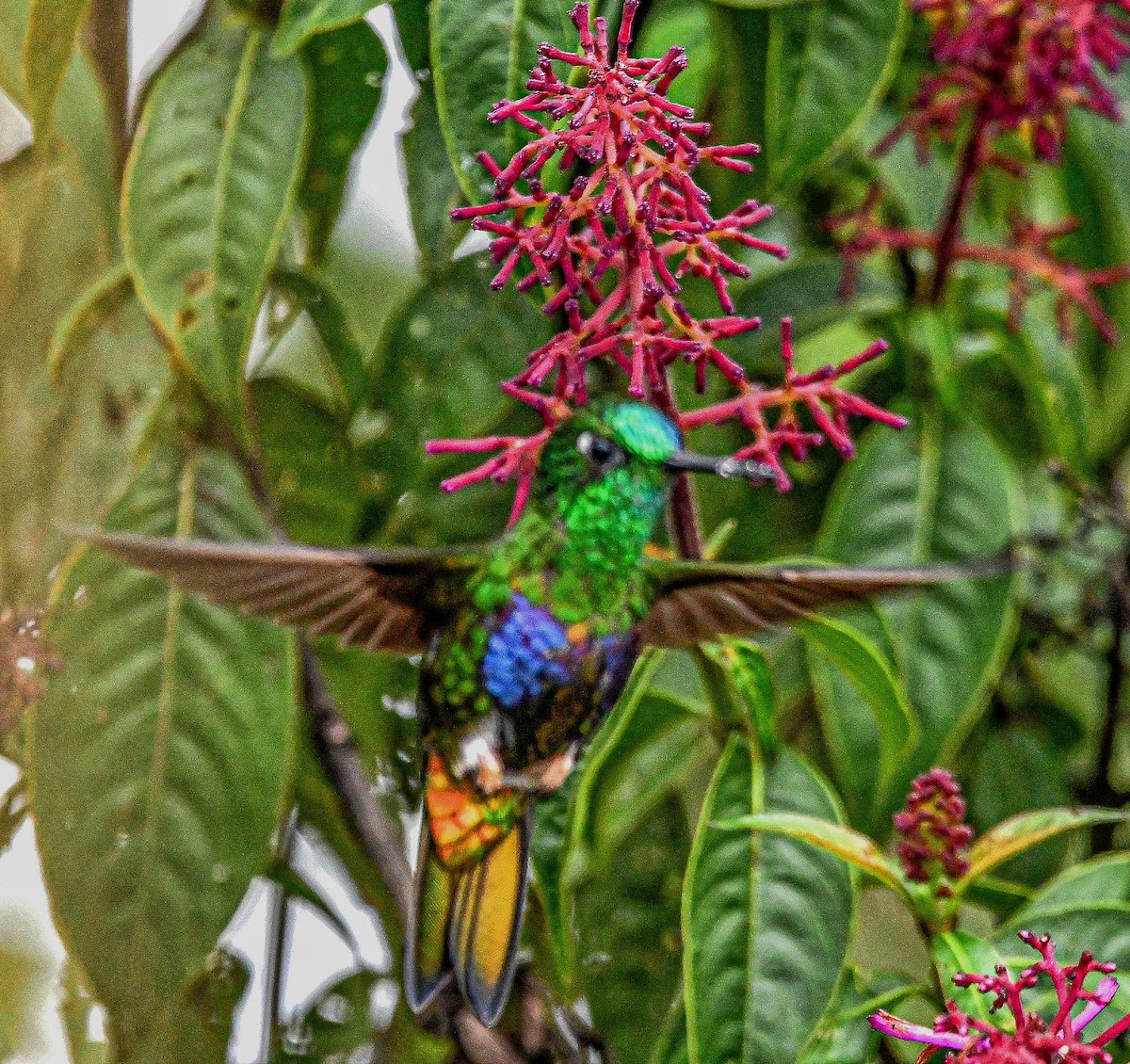 Colorful Puffleg - Oswaldo Suárez