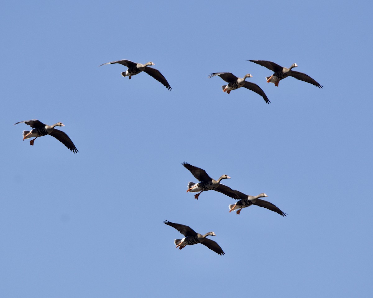 Greater White-fronted Goose - Julie Doerr