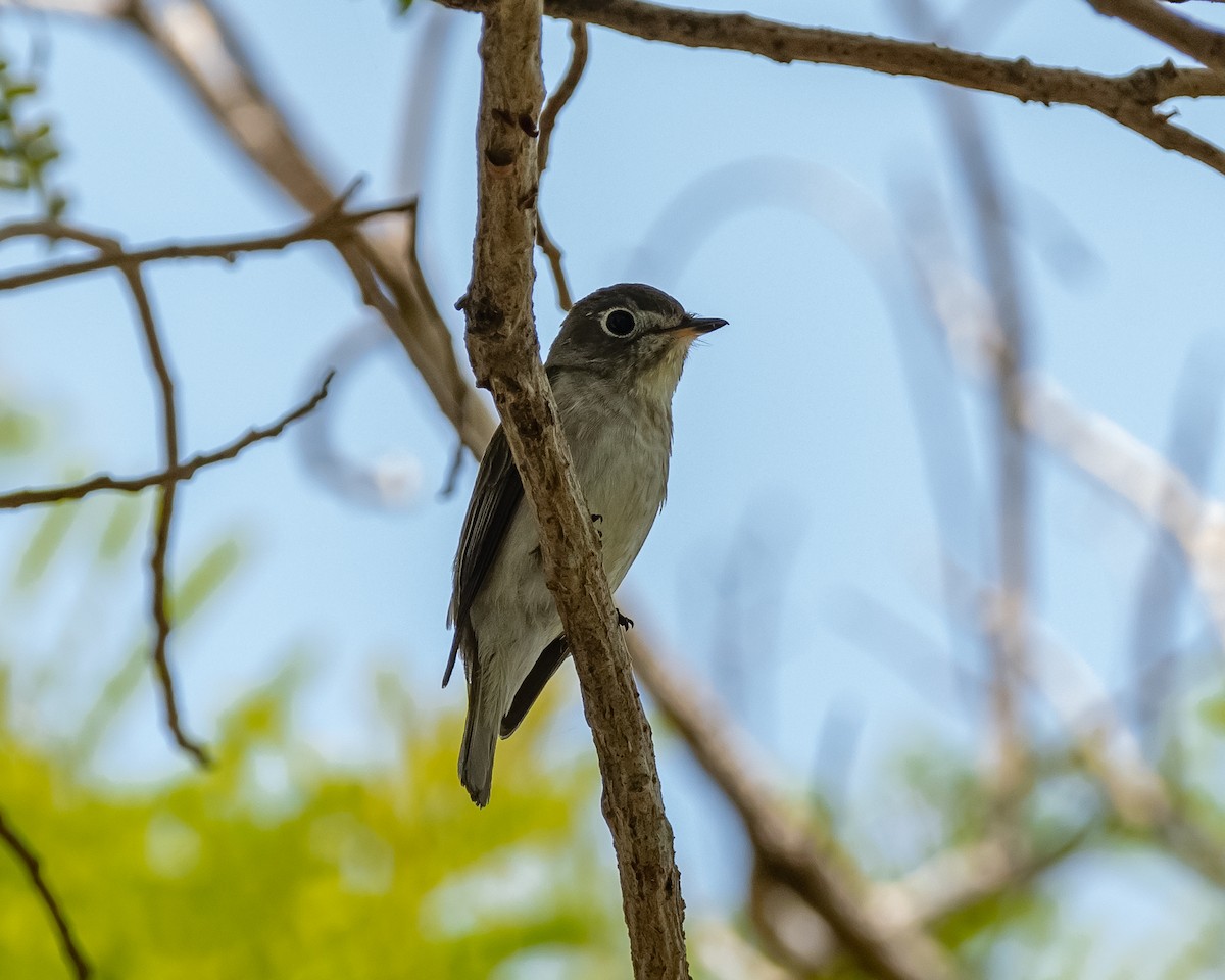 Asian Brown Flycatcher - ML616364157