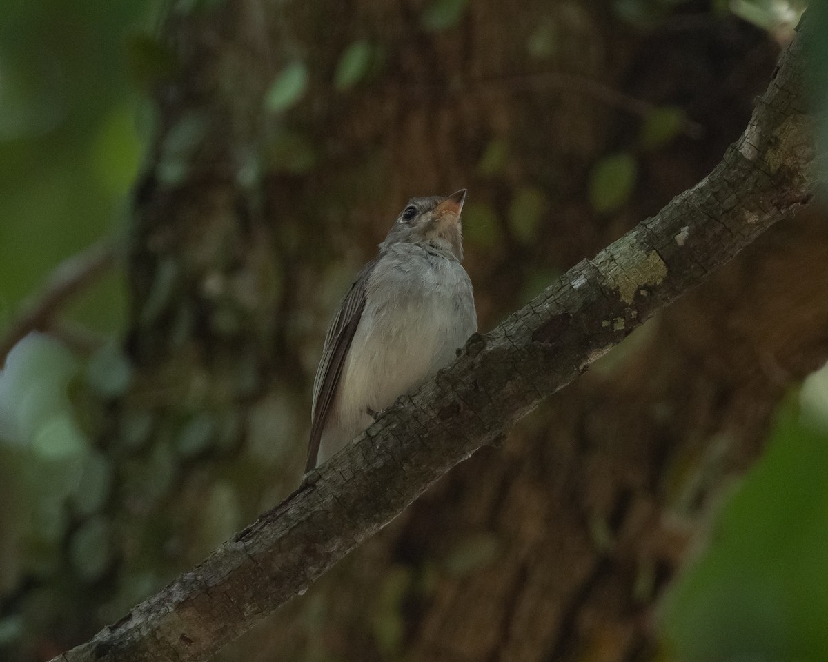 Asian Brown Flycatcher - ML616364158