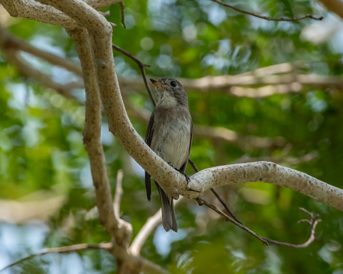 Asian Brown Flycatcher - ML616364159