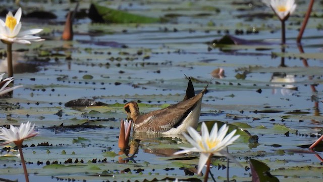 Pheasant-tailed Jacana - ML616364173