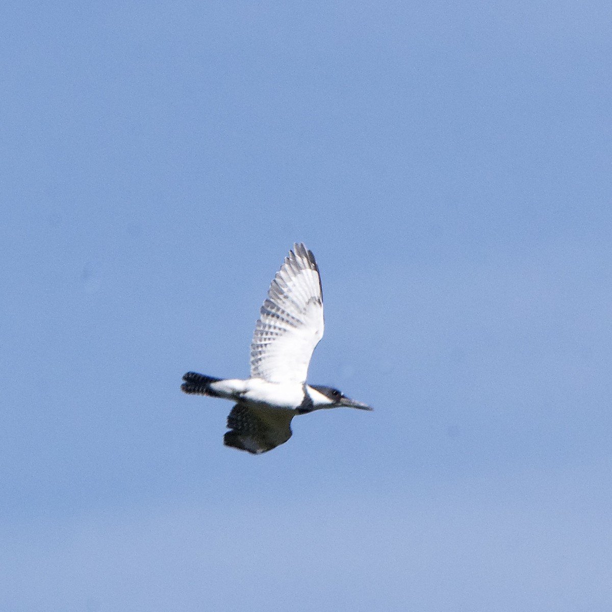 Belted Kingfisher - Julie Doerr